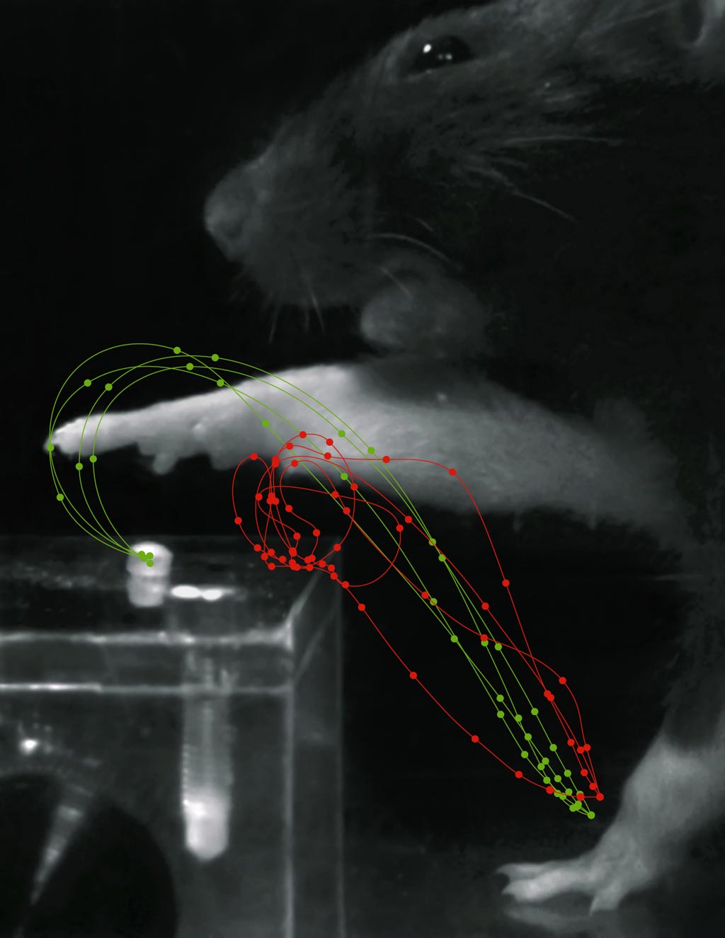 Image: Red trajectories show grasp movements after stroke, while green trajectories show rehabilitation (Photo courtesy of Tabea Kraus/ ETH).