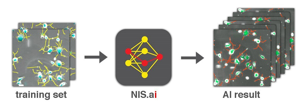 Image: A suite of microscopy applications aid predictive imaging, segmentation, and processing (Photo courtesy of Nikon Instruments)