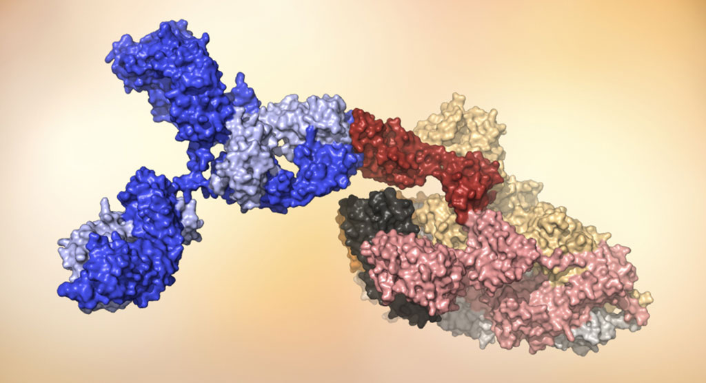 Image: A human antibody (blue) attaches to the receptor binding domain (red) on the SARS-CoV-2 virus (Model courtesy of the Burton lab.)