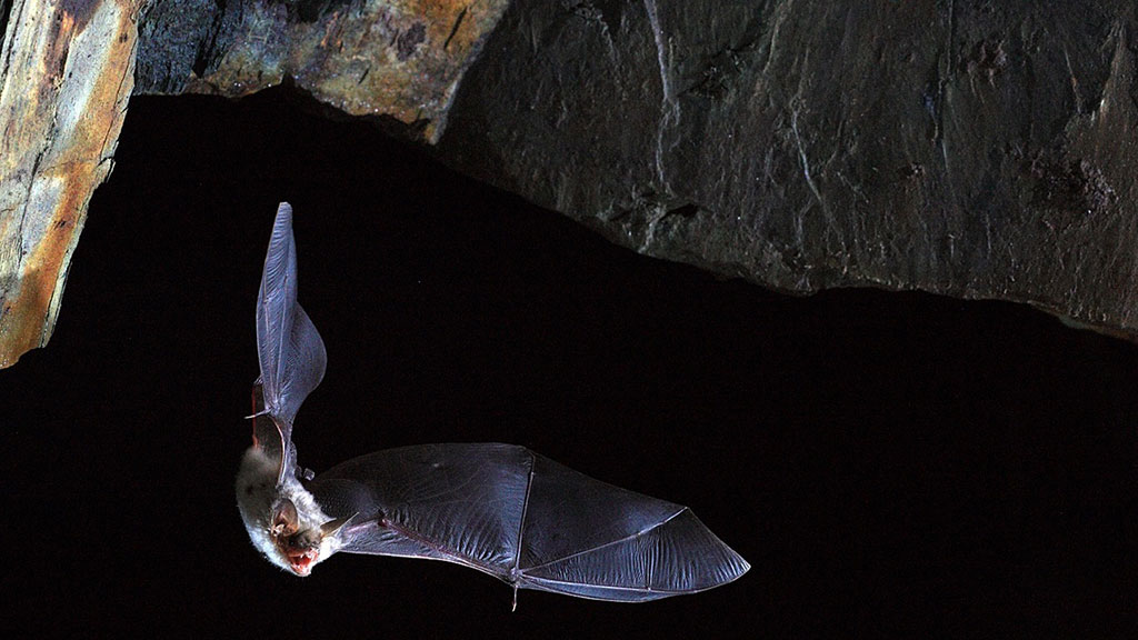 Image: Unique Genomic Basis of Superpowered Immune Systems of Bats Could Hold Key to Beating COVID-19 Pandemic (Photo courtesy of Olivier Farcy)