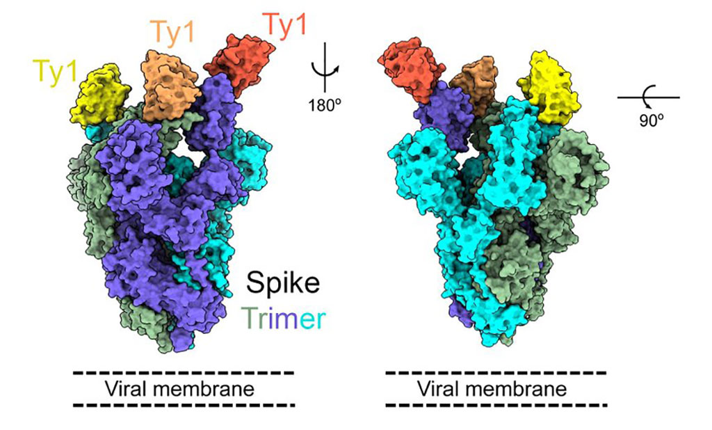 Image: Researchers Identify ‘Nanobodies’ That Can Block Novel Coronavirus from Entering Human Cells (Photo courtesy of Martin Hällberg)