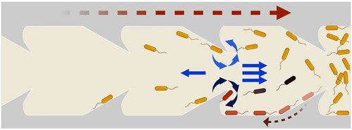 Image: A diagram of the new catheter design (Photo courtesy of Caltech)