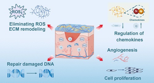 Image: A new aspirin-embedded hydrogel could be an on-demand option for healing skin damaged during radiation therapy (ACS Biomater. Sci. Eng. 2024, 10, 8, 5168–5180)