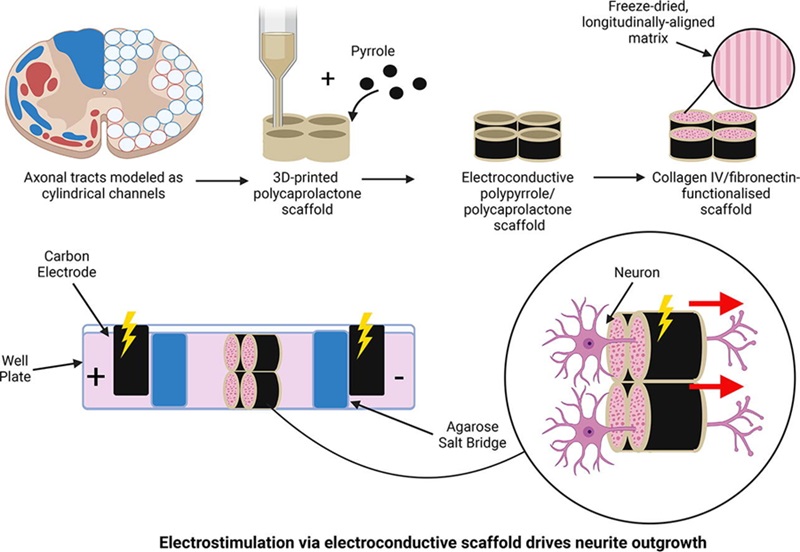 Image: Electrostimulation via electroconductive scaffold drives neurite outgrowth (Photo courtesy of Leahy, et al.; doi.org/10.1016/j.mattod.2024.07.015)