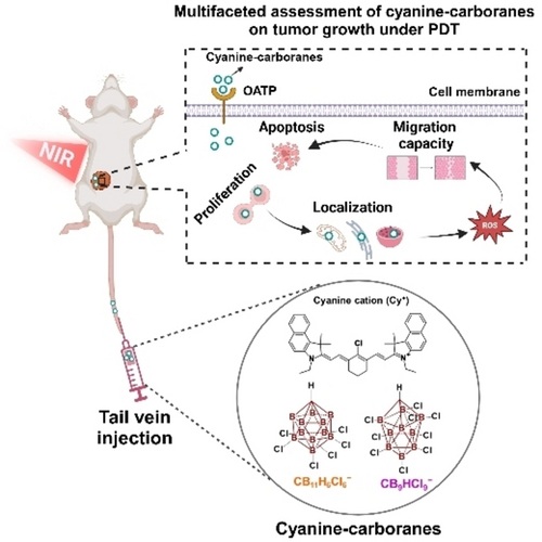 Image: The potent therapeutic approach against aggressive breast cancer also reduces side effects (Photo courtesy of Angewandte Chemie, DOI:10.1002/anie.202419759)