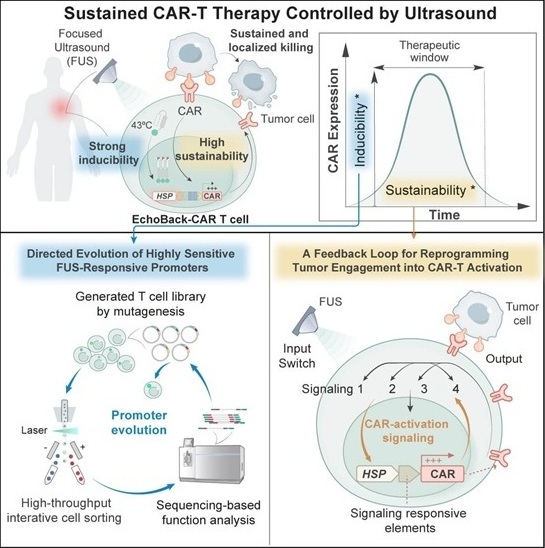 Image: The new type of Sonogenetic EchoBack-CAR T cell (Photo courtesy of Longwei Liu/USC) Image: The new type of Sonogenetic EchoBack-CAR T cell (Photo courtesy of Longwei Liu/USC)