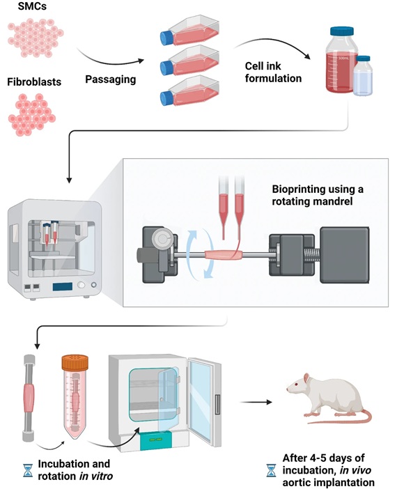 Image: Bioprinting synthetic vasculature could dramatically change how cardiovascular diseases are treated (Dell, A.C., Maresca, J., Davis, B.A. et al.; doi.org/10.1038/s41598-025-93276-y) Image: Bioprinting synthetic vasculature could dramatically change how cardiovascular diseases are treated (Dell, A.C., Maresca, J., Davis, B.A. et al.; doi.org/10.1038/s41598-025-93276-y)