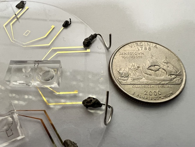 Image: A microfluidic device barely larger than a U.S. quarter can detect rare genetic mutations from a single drop of blood (Photo courtesy of Mahtab Kokabi/Javanmard Lab)