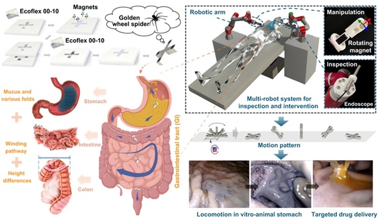 Image: Schematic illustration of the bio-inspired magnetic soft robots and their biomedical applications (Ruomeng Xu et al., Int. J. Extrem. Manuf., DOI: 10.1088/2631-7990/ae0214)