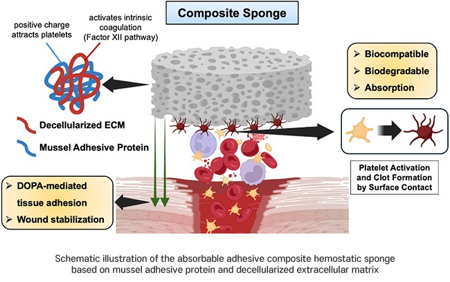 Image: Schematic illustration of the absorbable adhesive composite hemostatic sponge based on mussel adhesive protein and decellularized extracellular matrix (Photo courtesy of POSTECH) Image: Schematic illustration of the absorbable adhesive composite hemostatic sponge based on mussel adhesive protein and decellularized extracellular matrix (Photo courtesy of POSTECH)