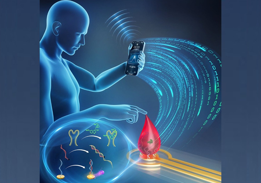Image: Researchers have developed DNA signaling cascades that digitally measure drug concentrations in blood in under five minutes (Photo courtesy of Université de Montréal) Image: Researchers have developed DNA signaling cascades that digitally measure drug concentrations in blood in under five minutes (Photo courtesy of Université de Montréal)