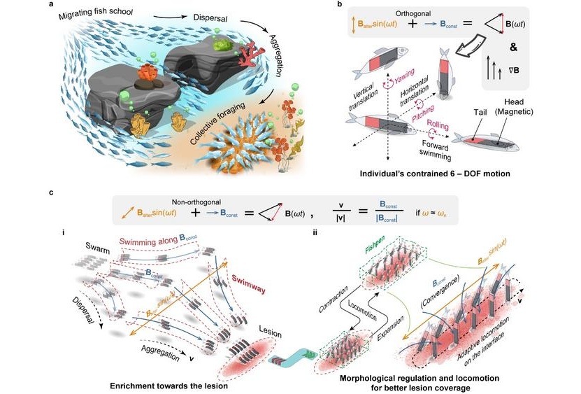 Image: The magnetic swarm robots swim through the body to deliver precision drug therapy (Photo courtesy of Science China Press)