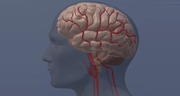 Image: New study findings suggest that ongoing blood-thinning medication may not be needed after an ablation procedure (Photo courtesy of American Heart Association)