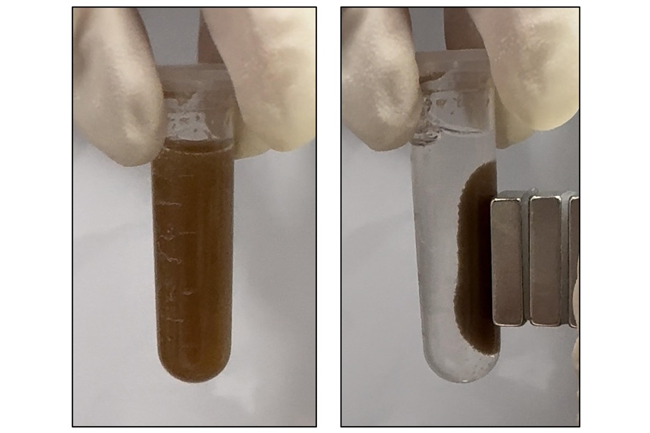 Image: Microspheres that sense GI disease are suspended in solution, then attracted to the side of a test tube by a magnet (Adapted from ACS Sensors 2025, DOI 10.1021/acssensors.5c01813) Image: Microspheres that sense GI disease are suspended in solution, then attracted to the side of a test tube by a magnet (Adapted from ACS Sensors 2025, DOI 10.1021/acssensors.5c01813)