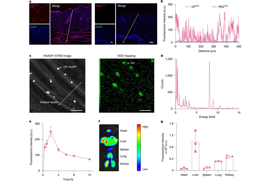 Image: Skin permeability of OP (Wei, Q., He, Z., Li, Z. et al. Nature (2025). DOI: 10.1038/s41586-02) Image: Skin permeability of OP (Wei, Q., He, Z., Li, Z. et al. Nature (2025). DOI: 10.1038/s41586-02)
