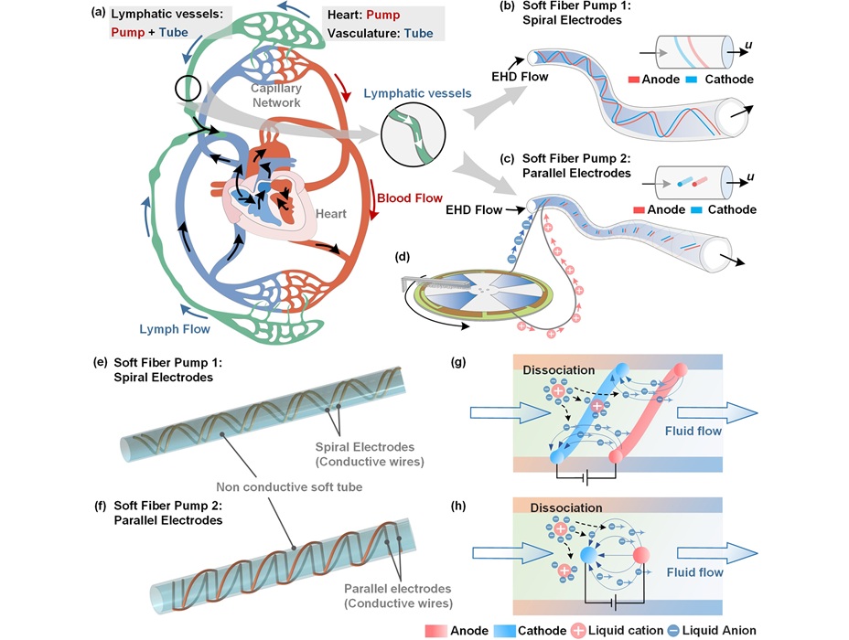 Image: General conception of TENG-powered soft fiber pump (Pingan Zhu et al., SmartBot (2025); doi.org/10.1002/smb2.70006)