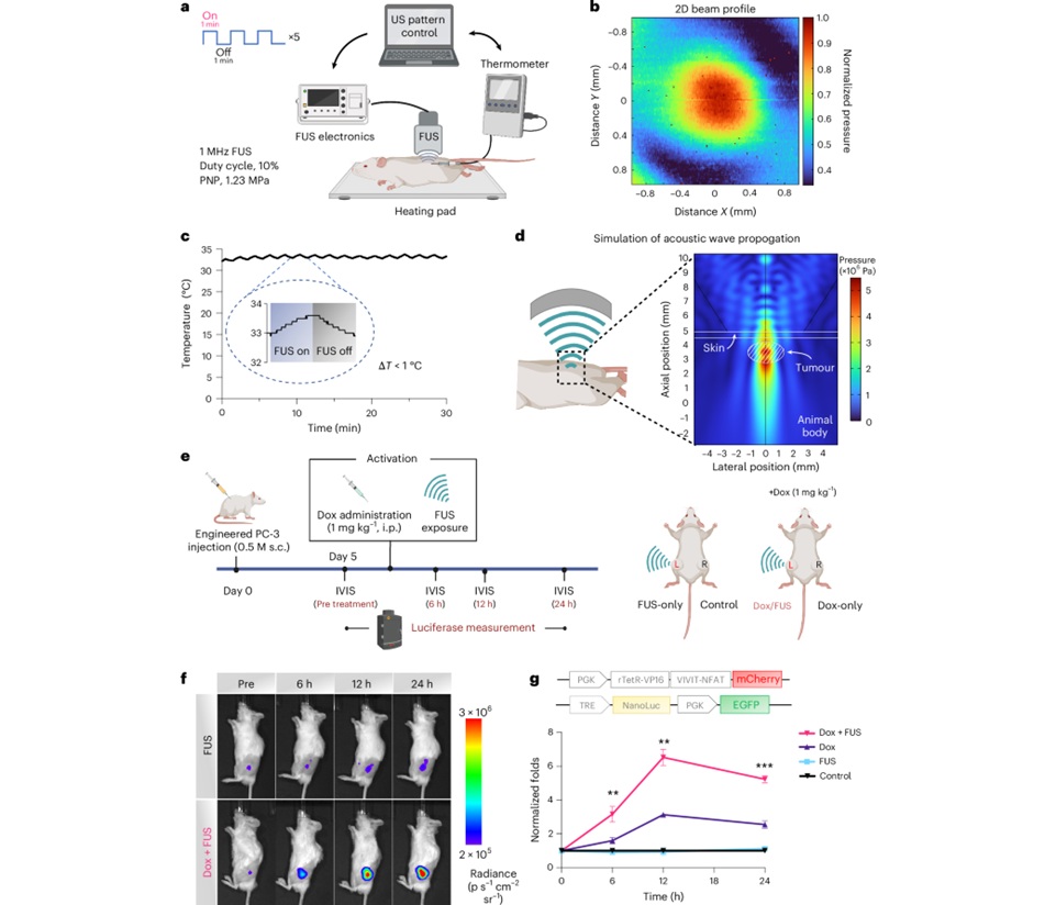 Image:  In vivo characterization of the FUS-based mechanogenetic system (Yoon, C.W., Song, C., Nguyen, D.N.M. et al. Nat. Mater. (2025). doi.org/10.1038/s41563-025-02391-8)