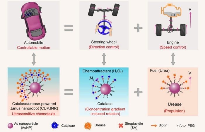 Image: After intravenous injection, the nanorobots achieve significantly enhanced tumor-targeting efficiency (Zili Yang, et al., National Science Review, 2025; doi.org/10.1093/nsr/nwaf580)