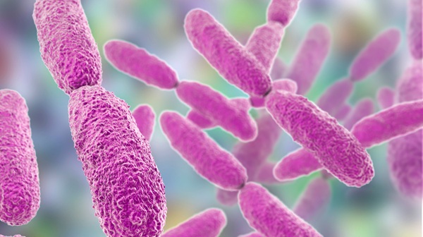 Image: Klebsiella pneumoniae is a common cause of bloodstream infections in high-burden hospital settings (Adobe Stock)