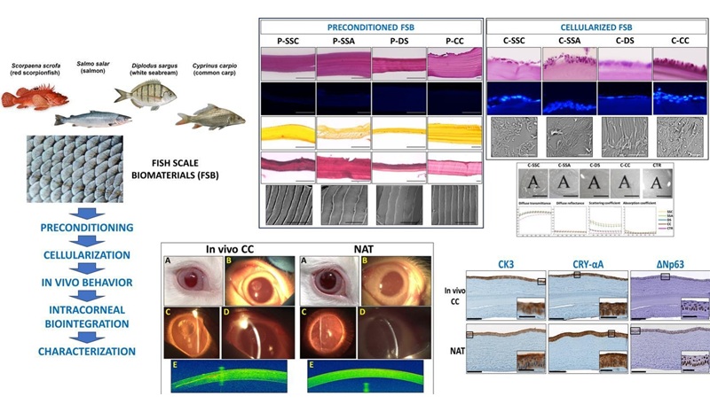 Graphical abstract (I. Garzón et al, Materials & Design (2025). DOI: 10.1016/j.matdes.2025.114703)