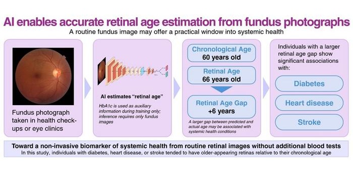 Image: Infographic showing AI estimation of retinal age from a single fundus photograph (©Takahiro Ninomiya et al., Tohoku University)