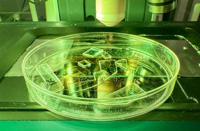 Image: Transparent acrylic samples with engineered nanotextured surfaces, prepared for microscopy analysis, showing how clear plastic can be turned into a coating that physically tears viruses apart on contact (photo courtesy of RMIT University)