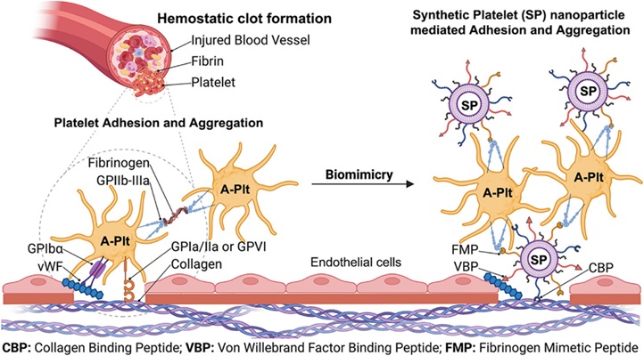 Image: Synthetic Platelet (SP) nanoparticles mimic the primary hemostatic mechanisms of natural platelets (U. D. S.Sekhon, D.Disharoon, S. S.Desai, et al. Advanced Science (2026): e00002. DOI: 10.1002/advs.202600002)