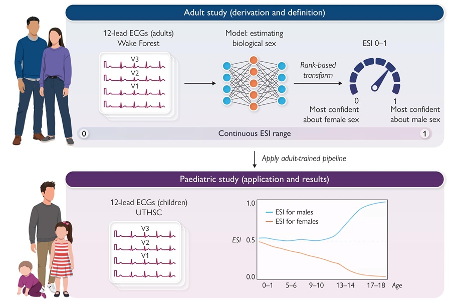 Image: Graphical Abstract (Tolga Hayit et al., ECG Sex Index in children and adolescents, European Heart Journal - Digital Health (2026). DOI: 10.1093/ehjdh/ztag058)