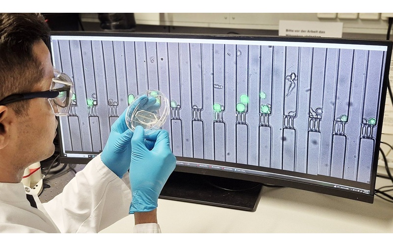 Image: Lead author Muhammad Zia Ullah Khan examines a Petri dish containing a cell suspension. Fluorescence and bright-field images of cells in microchannels, displayed on the monitor, visualize immune cell communication (Photo courtesy of Technical University Munich) Image: Lead author Muhammad Zia Ullah Khan examines a Petri dish containing a cell suspension. Fluorescence and bright-field images of cells in microchannels, displayed on the monitor, visualize immune cell communication (Photo courtesy of Technical University Munich)