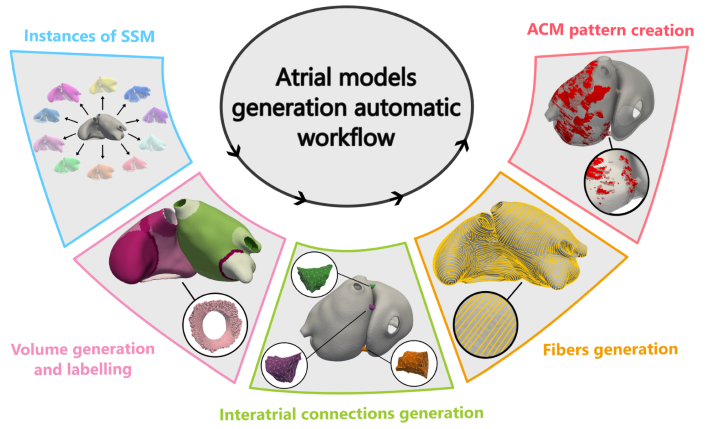 Image: Workflow for the volumetric atria models generation. From left to right, creation of the statistical shape model (SSM) instance, volume generation and labeling of anatomical and electrophysiological regions, generation of interatrial connections, design of fiber orientation, and design of atrial cardiomyopathy (ACM) patterns (Macarulla-Rodríguez, M., Sánchez, J., Barrios Espinosa, C. et al. Discovery Computing (2026). https://doi.org/10.1007/s10791-026-10439-9) Image: Workflow for the volumetric atria models generation. From left to right, creation of the statistical shape model (SSM) instance, volume generation and labeling of anatomical and electrophysiological regions, generation of interatrial connections, design of fiber orientation, and design of atrial cardiomyopathy (ACM) patterns (Macarulla-Rodríguez, M., Sánchez, J., Barrios Espinosa, C. et al. Discovery Computing (2026). https://doi.org/10.1007/s10791-026-10439-9)