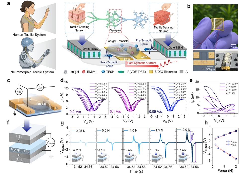 Image: Bio-inspired tactile neuromorphic system. (a) Schematic of tactile signal transduction from TENG-driven pre/post-synaptic spikes to a g-IGT. (b) Photographs showing the transparency and flexibility of the fabricated device. (c) Schematic of the g-IGT measurement setup. (d) ID–VG transfer curves measured under different scan rates. (e) ID–VG characteristics at various VD conditions. (f) Cross-sectional structure of the TENG. (g) VTENG outputs under different contact forces. (h) Force–voltage response showing linear sensitivity. Error bars in (h) represent the standard deviation obtained from 5-times repeated measurements. (Hanseong Cho, Seoyeon Park, Youngmin Lee, Sejoon Lee. Advanced Materials, 2026. https://doi.org/10.1002/adma.202520540)