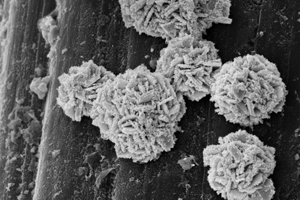 Image: Electron microscopic image of the catalyst: The spherical structures resemble desert roses and consist of tiny gold platelets \
