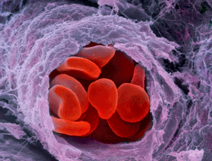 Image: False-color scanning electron micrograph of a group of red blood cells traveling through a small branch of an artery (Photo courtesy of Professors P.M. Motta and S. Correr / SPL).