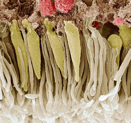Image: Colored scanning electron micrograph (SEM) of receptor cells in the human retina, the light-sensitive tissue that lines the inside of the eye (Photo courtesy of the Eye of Science). Image: Colored scanning electron micrograph (SEM) of receptor cells in the human retina, the light-sensitive tissue that lines the inside of the eye (Photo courtesy of the Eye of Science).