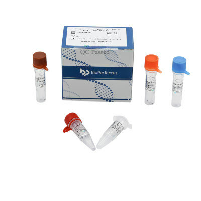 DENGUE VIRUS TEST