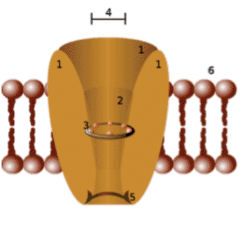 Image: Schematic diagram of an ion channel. 1 - channel domains (typically four per channel), 2 - outer vestibule, 3 - selectivity filter, 4 - diameter of selectivity filter, 5 - phosphorylation site, 6 - cell membrane (Photo courtesy of Wikimedia Commons).