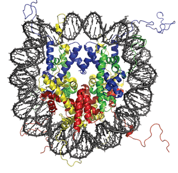 Image: The crystal structure of the nucleosome core particle (Photo courtesy of Richard Wheeler).