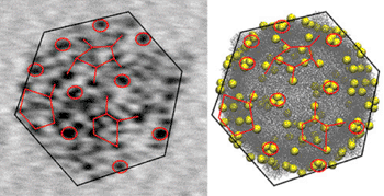 Image: Transmission electron microscopy (TEM) image of a single CVB3 virus showing tens of gold nanoparticles attached to its surface (left). The particles form a distinct “tagging pattern” that reflects the shape and the structure of the virus. The TEM image can be correlated to the model of the virus (right), where the yellow spheres mark the possible binding sites of the gold particles. The diameter of the virus is about 35 nm (Photo courtesy of PNAS - Proceedings of the National Academy of Sciences of the United States of America).