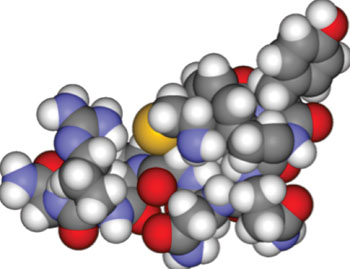 Image: Space-filling model of the peptide hormone vasopressin (Photo courtesy of Wikimedia Commons).