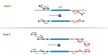 Image: The two step amplification process involved in Multiplex Amplification of Specific Targets for Resequencing (MASTR) assay technology (Image courtesy of Multiplicom).
