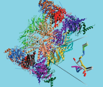 Image: Crystal structure of the immunoproteasome (Photo courtesy of the department of biochemistry, TUM).