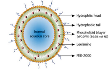 Image: In preclinical animal studies, the Nanolipolee-007 nano-liposome drug was shown to be both safe and effective against malignant melanoma (Photo courtesy of Melanovus Oncology).