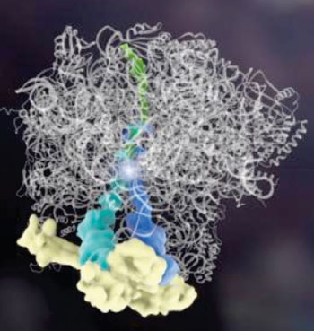 Image: A new finding goes against dogma, showing for the first time that the building blocks of a protein, called amino acids, can be assembled by another protein, and without genetic instructions. The Rqc2 protein (yellow) binds tRNAs (dark blue, teal), which add amino acids (bright spot in middle) to a partially made protein (green). The complex binds the ribosome (white) (Photo courtesy of Janet Iwasa, PhD, University of Utah).