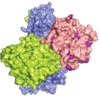 Image: Molecular model of the liver kinase b1 (LKB1) enzyme encoded by the STK11 gene. Cancer causing mutations present on the LKB1 surface are colored purple (Photo courtesy of Wikimedia Commons).