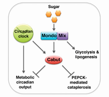 Caption: Using a Drosophila fruit fly model to study sugar sensing, researchers have discovered that the transcription factor “cabut” (cbt) represses accumulation of several metabolic targets and provides a regulatory link between nutrient sensing and the circadian clock (Photo courtesy of Bartok O, Mari Teesalu, et al. 2015, and EMBO Journal).