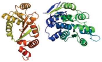 Image: Structure of the DDX3X protein (Photo courtesy of Wikimedia Commons).