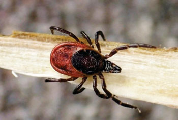 图片A：全沟硬蜱硬蜱蜱虫,一种已知的山羊属边虫(照片由Bristol University提供)。