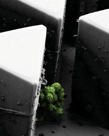 图片:荧光标记的癌细胞群平衡聚集在细胞群芯片内微柱的顶端(照片由Mehmet Toner博士,教授提供)。 图片:荧光标记的癌细胞群平衡聚集在细胞群芯片内微柱的顶端(照片由Mehmet Toner博士,教授提供)。