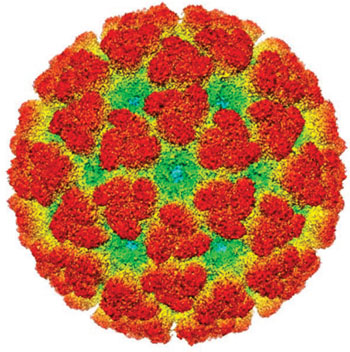 Image: Cryoelectron microscopy reconstruction of Chikungunya virus (Photo courtesy of the University of California San Francisco).