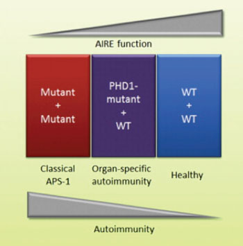 Упрощенное представление функциональных свойств протеина AIRE по сравнению с аутоиммунитетом в зависимости от мутаций в двух аллелях или одной аллели гена AIRE (изображение любезно предоставлено Офтедэль Б.Е.(Oftedal BE) и соавторами, июнь 2015 года, журнал Immunity).